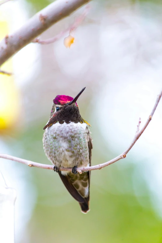 a bird sits on the nch of a tree