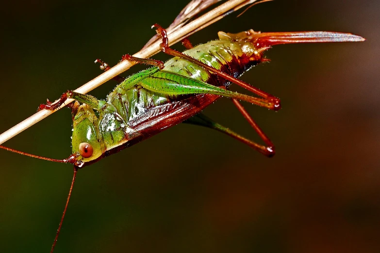 two insects are hanging out together on the nch