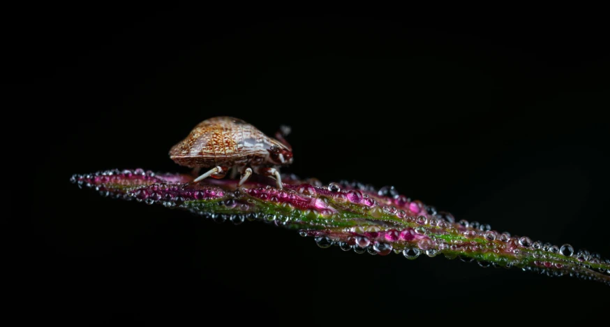 a bug is resting on the green stalk