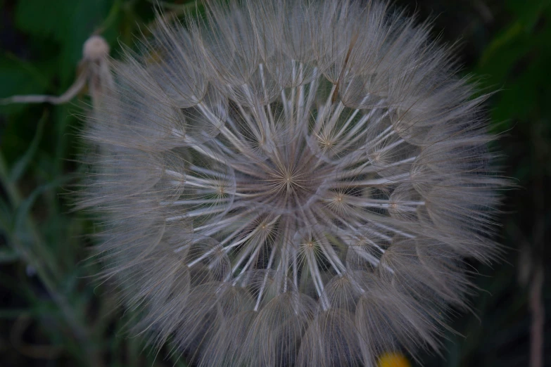 a close up of a dandelion with small yellow flowers