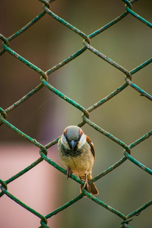 a bird standing on a green wire fence