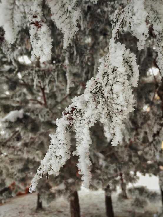 the pine trees are covered in snow and ice