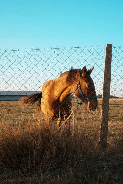 horse in the pasture, by a chain link fence