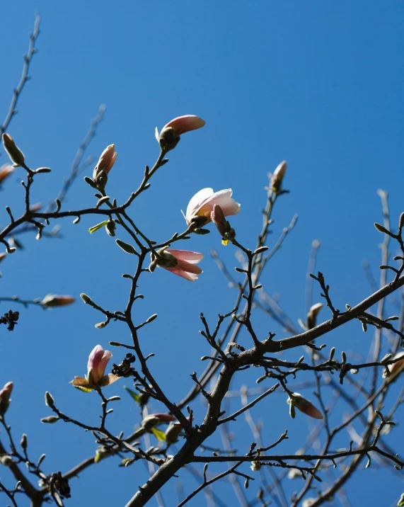 flowers of an apple tree against a blue sky