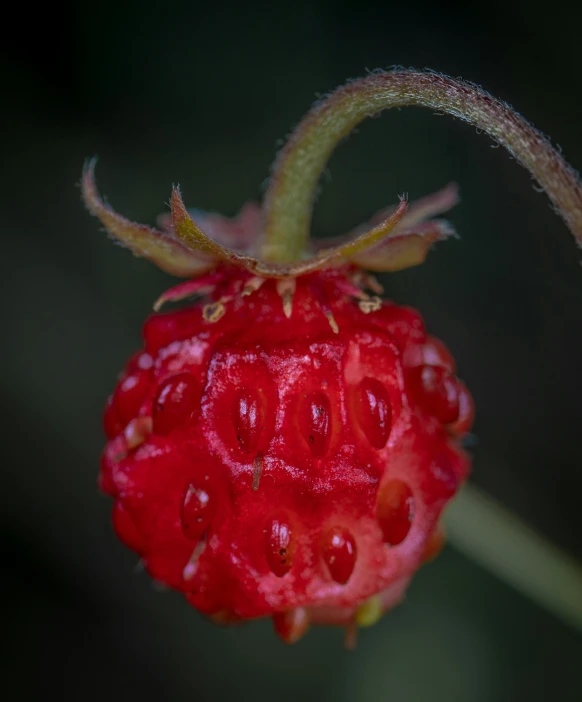 a flower that is blooming on a vine