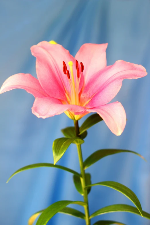 a pink flower on a plant with a blue background