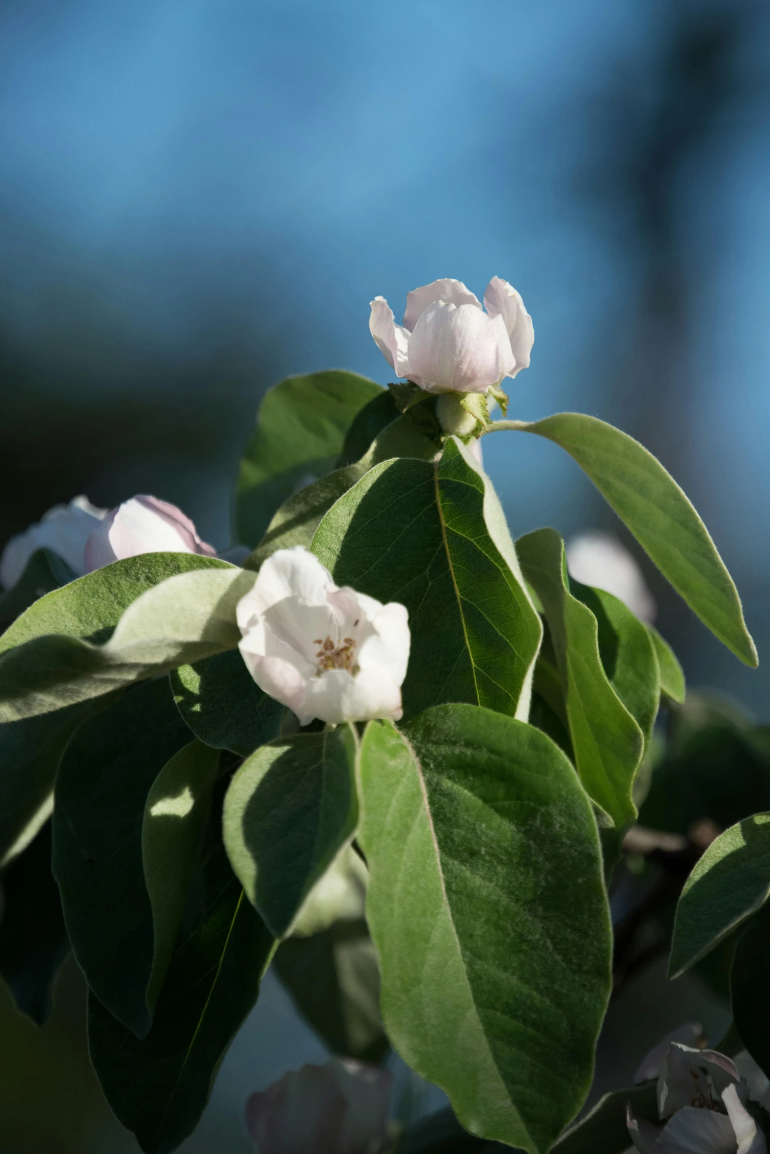 white flowers blooming on the nch of a tree