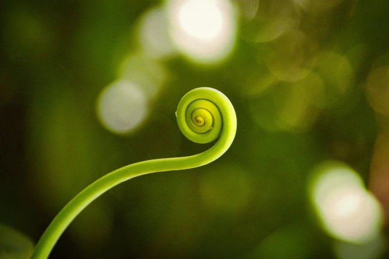 the top of a spiraly green plant with the blurry background