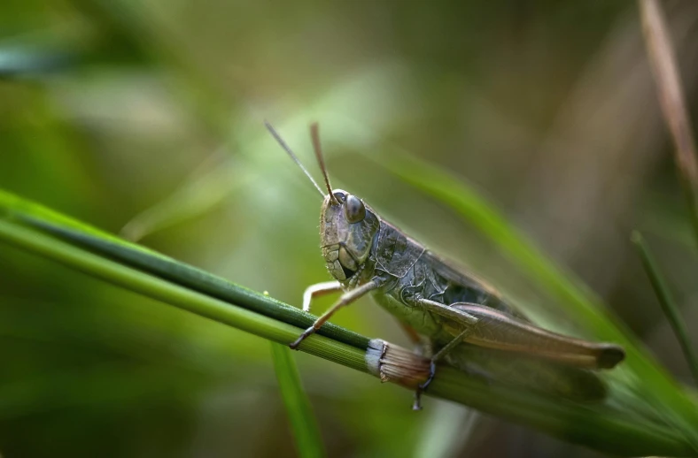 a close up image of a bug on the grass