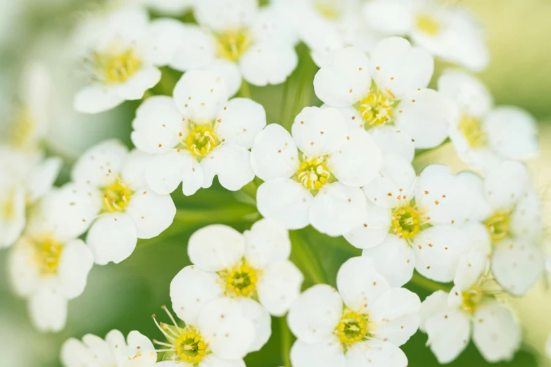 the flower is white and tiny with tiny white centers