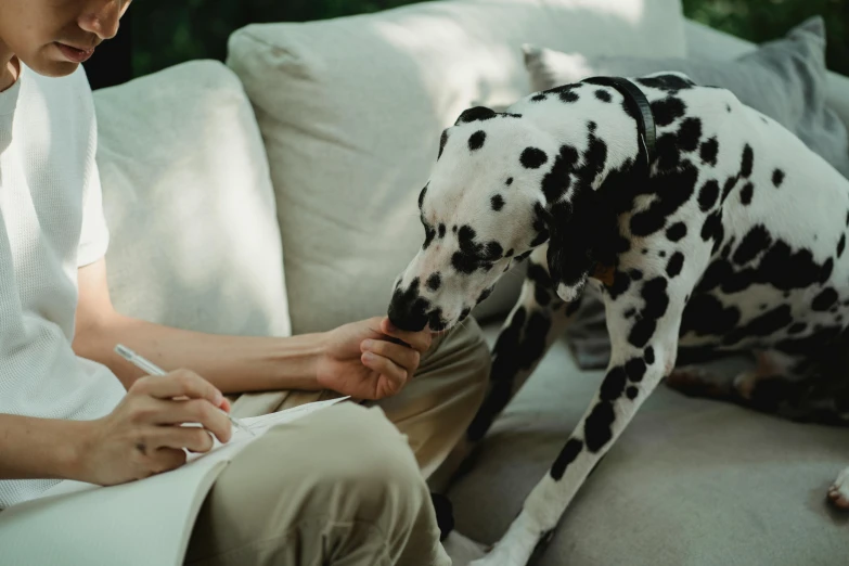 a person holding soing to a dalmatian dog