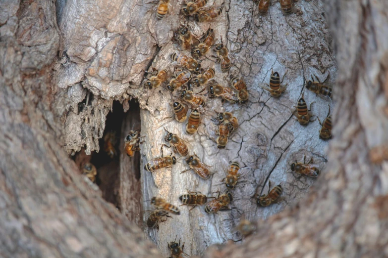 a bunch of bees are in the middle of a tree