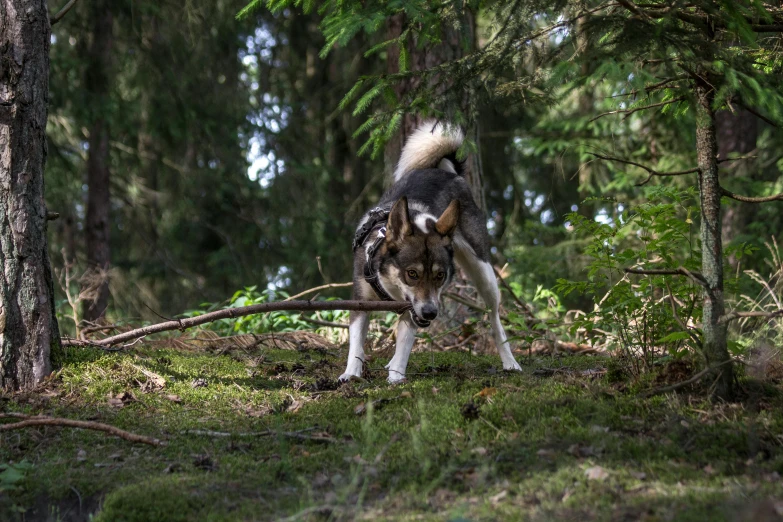 a dog holding a nch in his mouth while in the woods
