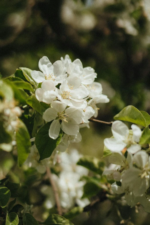 white flowers and green leaves on a nch