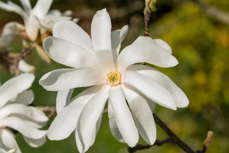 a white flower with a yellow center is blooming on a twig