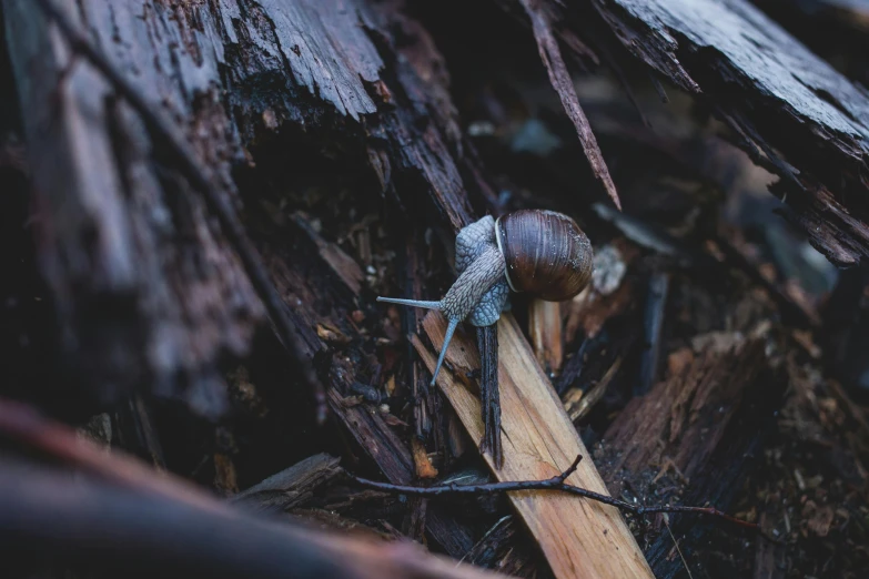 an up close picture of a snail on a stick