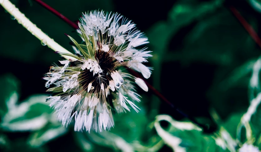 closeup of the flower on top of the leafy green plant