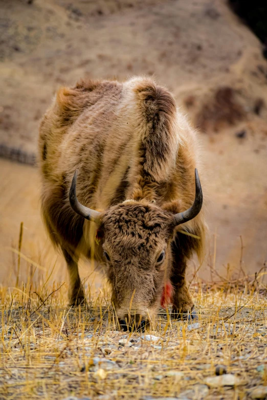 the long horned buffalo is looking for grass