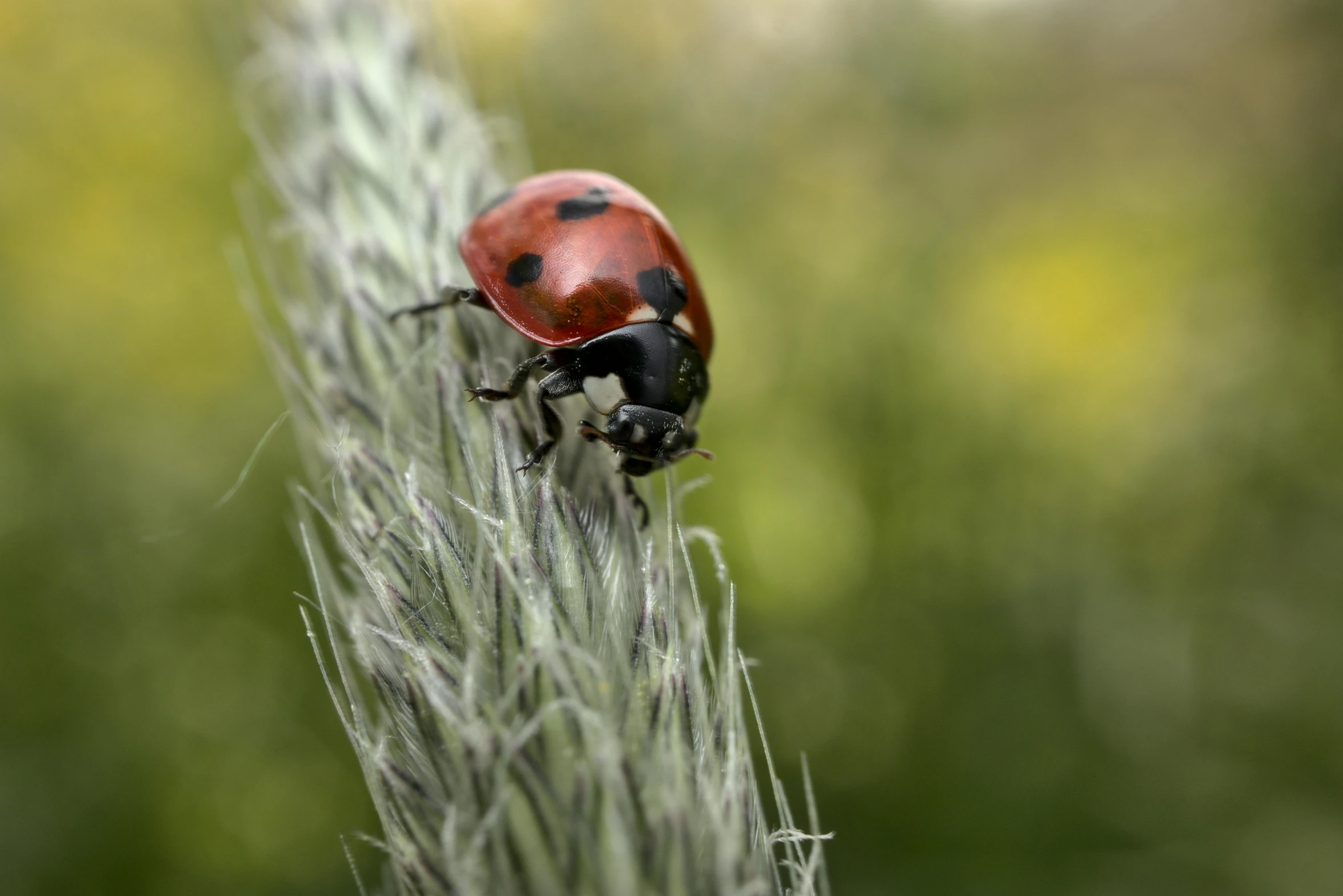 a ladybird beetle is sitting on a plant