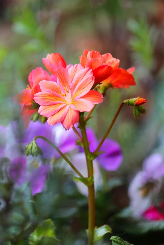 a single flower on some purple and pink flowers