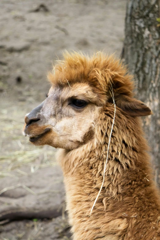 an animal is sitting by a tree with soing growing from it