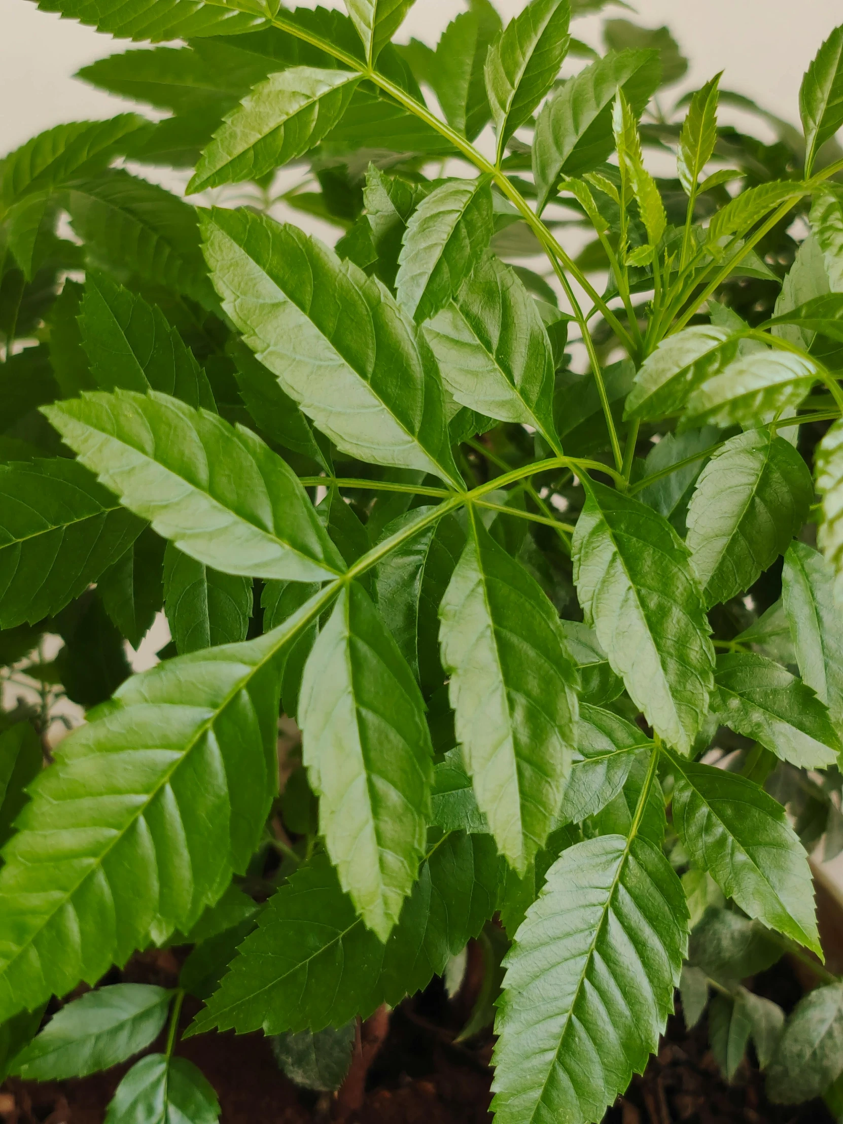 green leaves growing out of soil in a pot