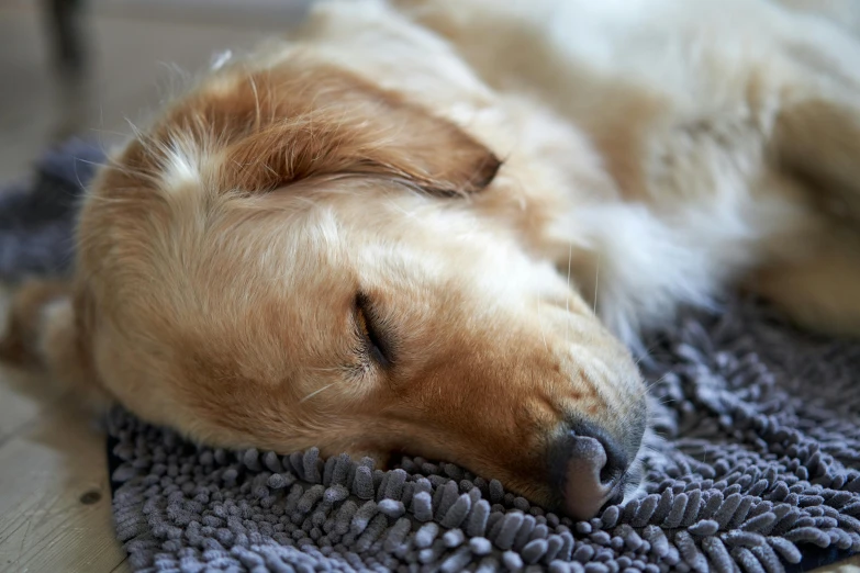 a brown dog laying on top of a blue blanket