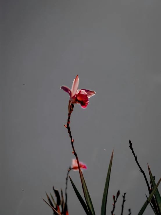 an orchid against the grey sky