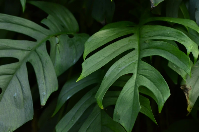 there are large leaves of a tropical plant