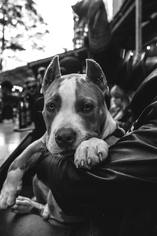 a pit bull dog resting his head on a black couch