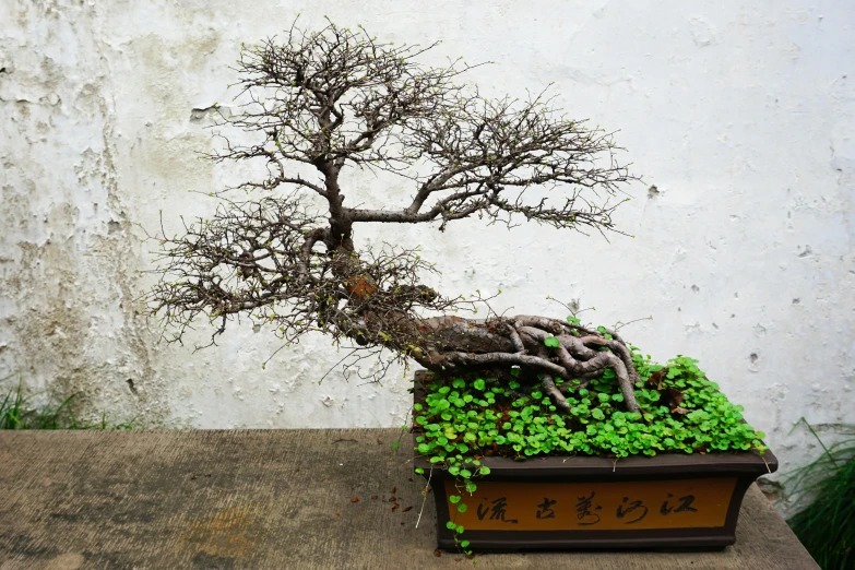 a bonsai tree grows in a container, next to a wall