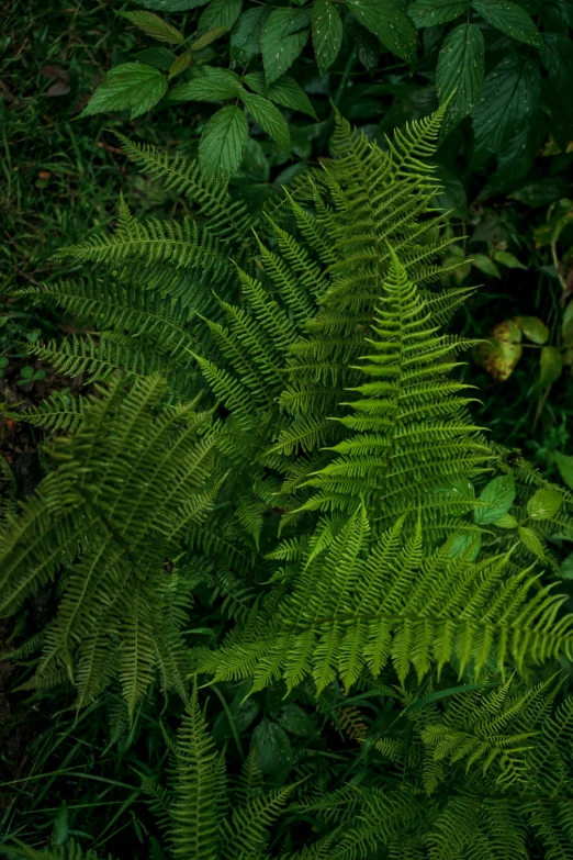 fern leaves in the green grass near an umbrella