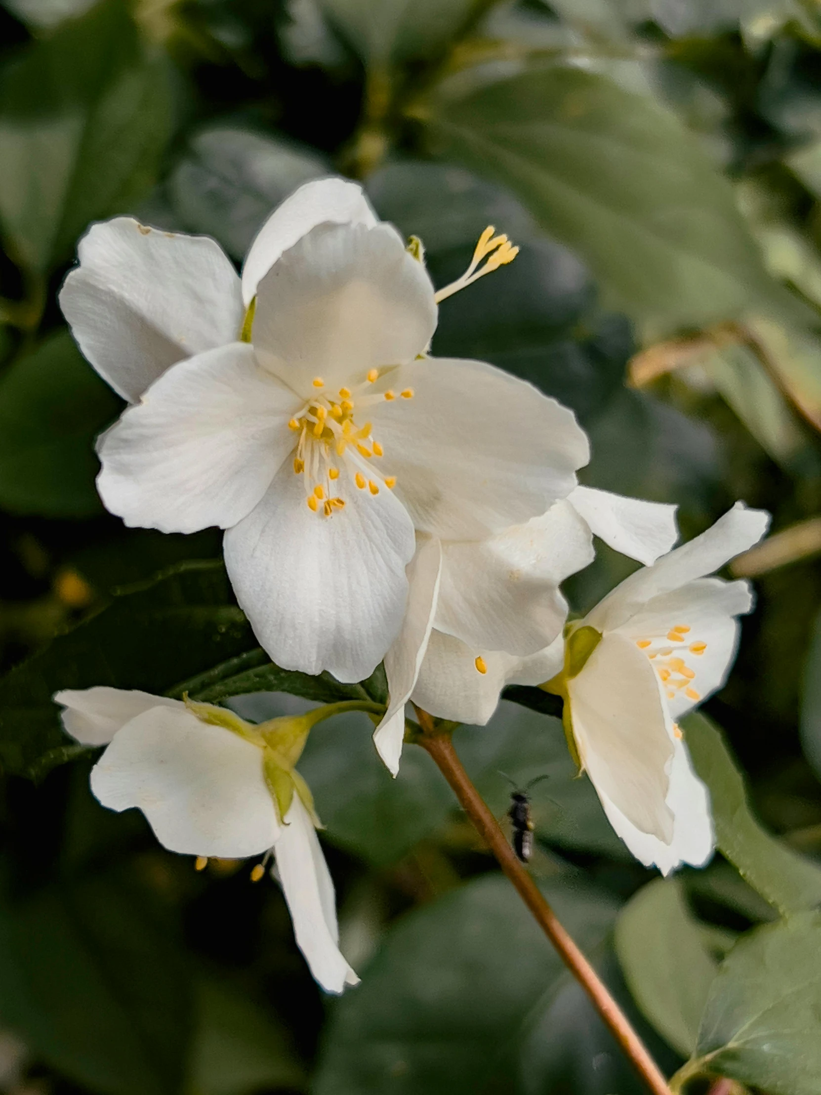 white flowers that are blooming in a field