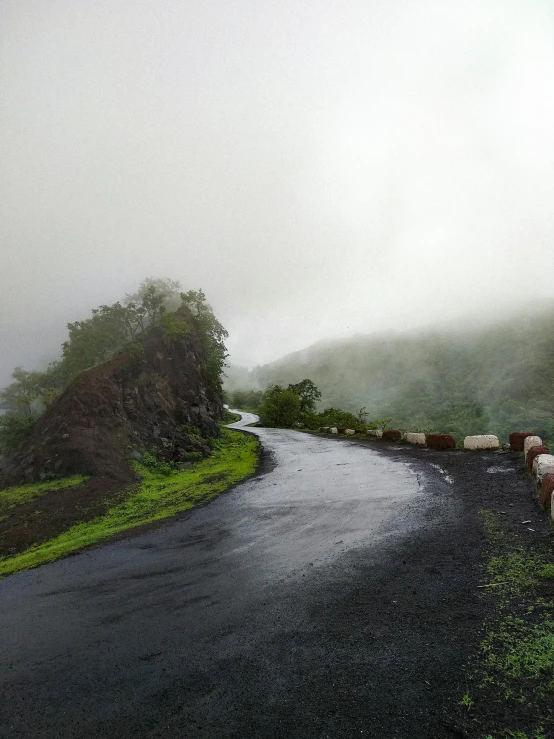 some cows in the rain walking on a paved road