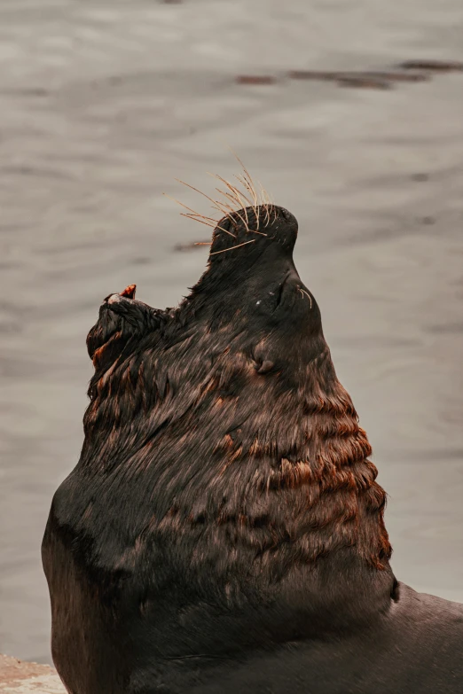 an animal that is sitting down on the side of the water