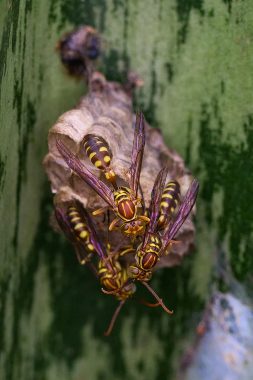 two yellow striped bees sitting on top of a wooden surface