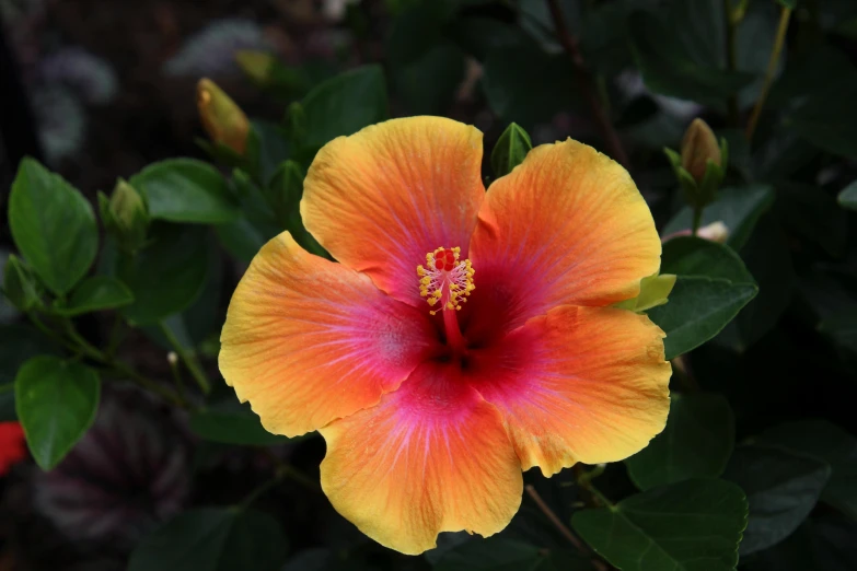 there is a large yellow flower that is blooming