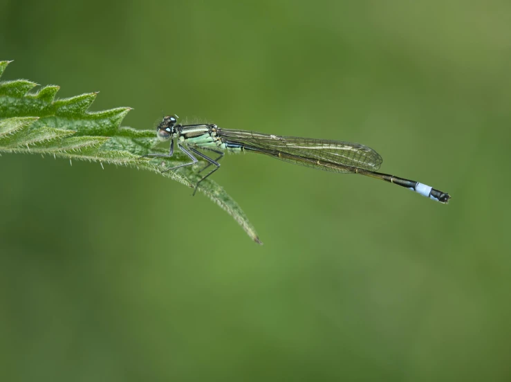 green dragon flys on a blade of grass