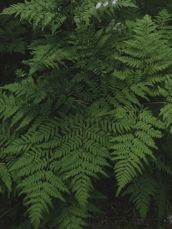 large leaf covered tree in dense green forest