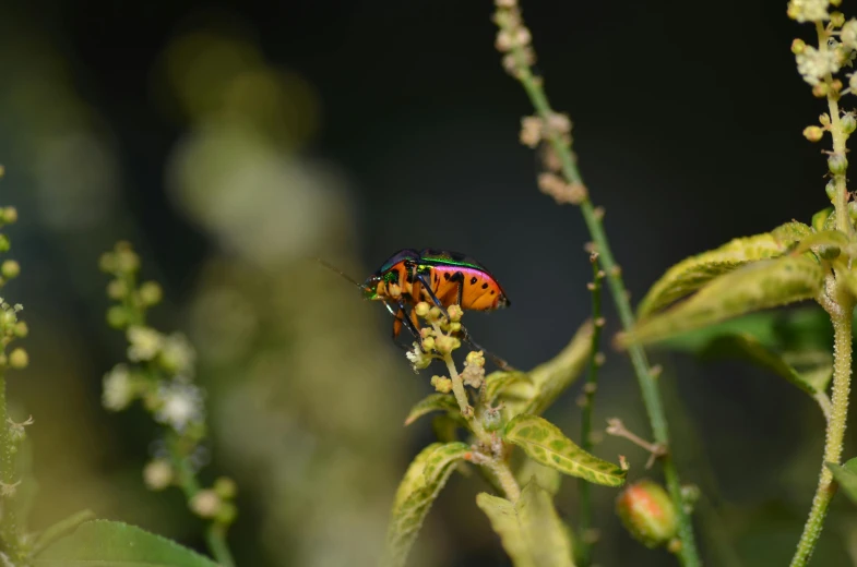 the colorful beetle is sitting on a thin flower