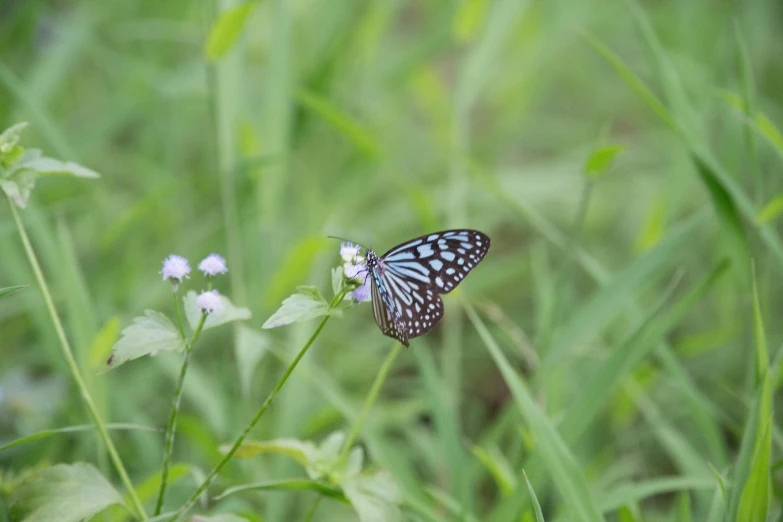 a erfly that is sitting on some flowers