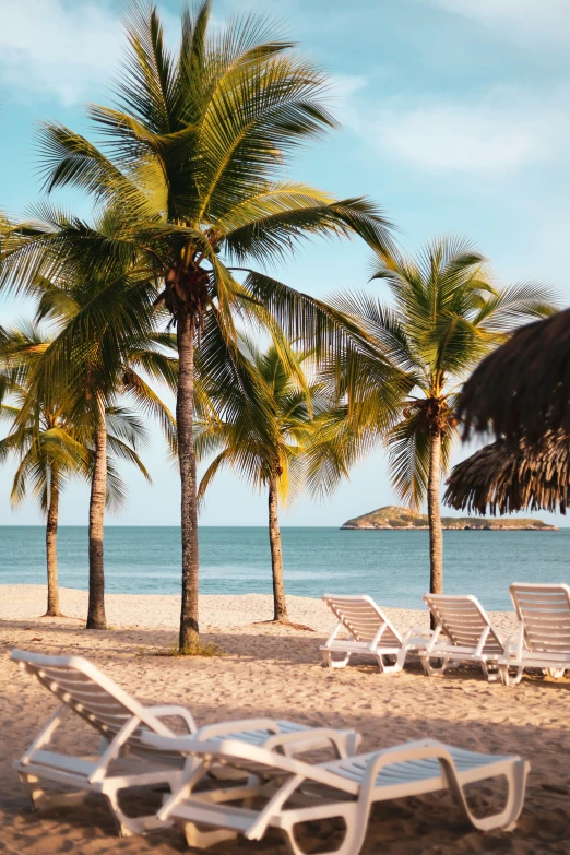 beach chairs with palm trees at the beach