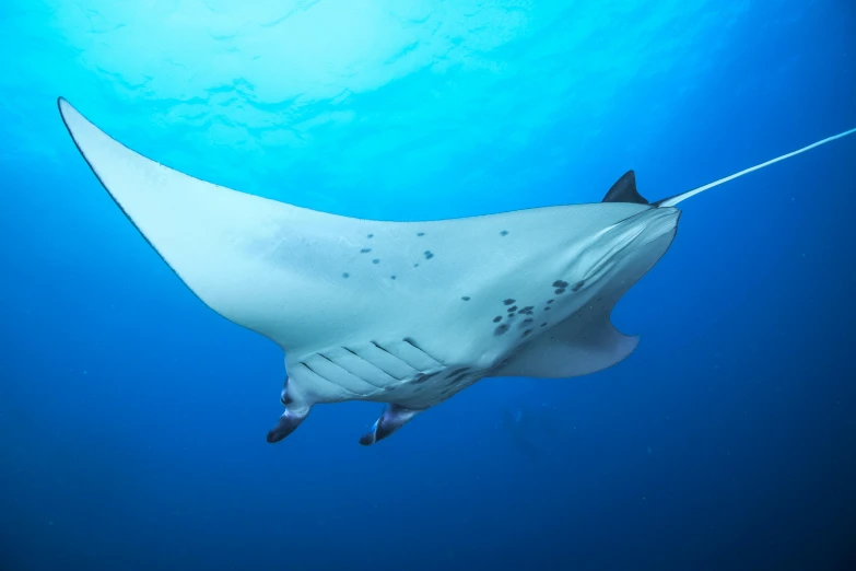 a big white fish with an orange nose on the water