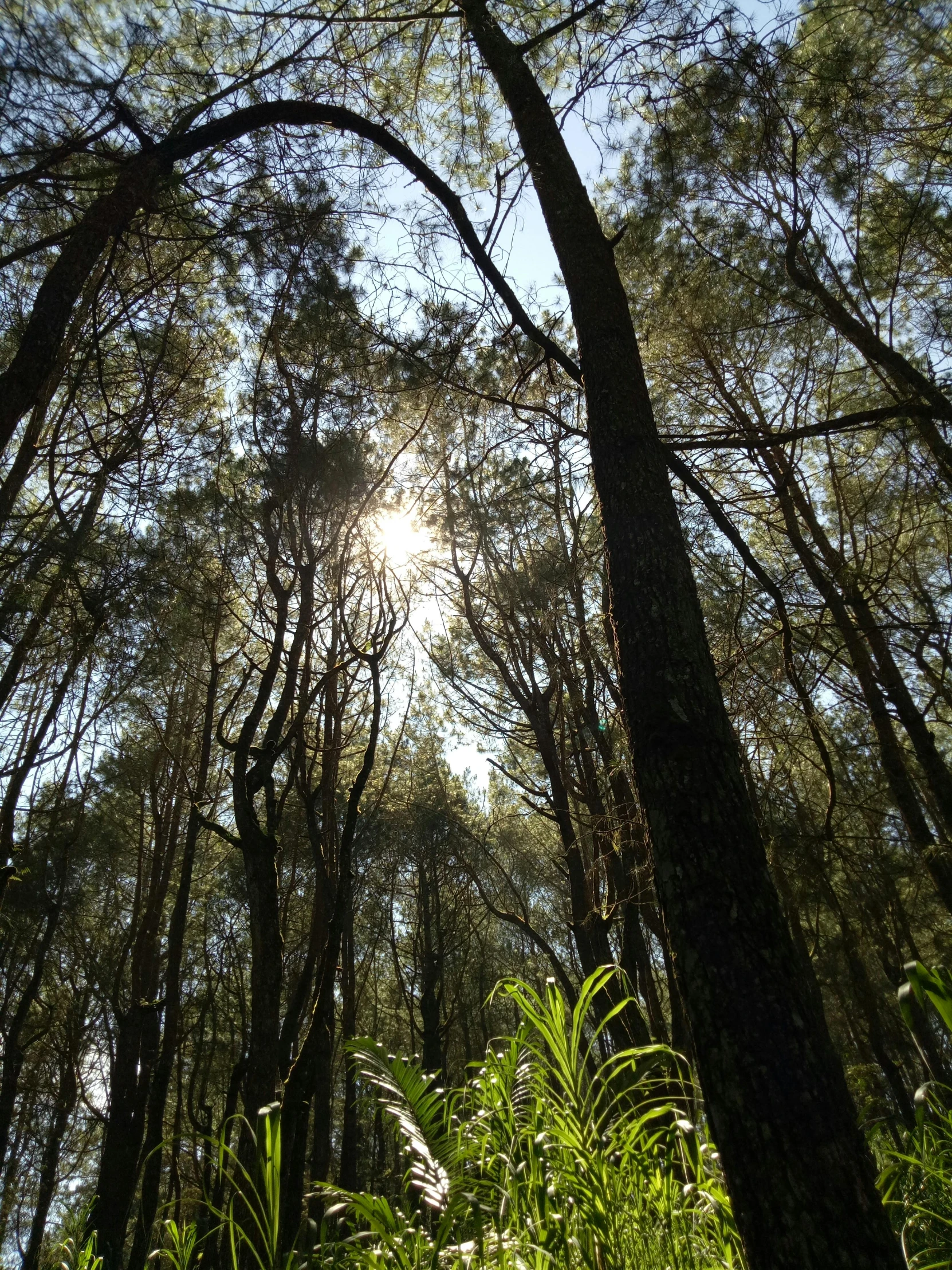 sun peeking through the canopy of trees in the woods