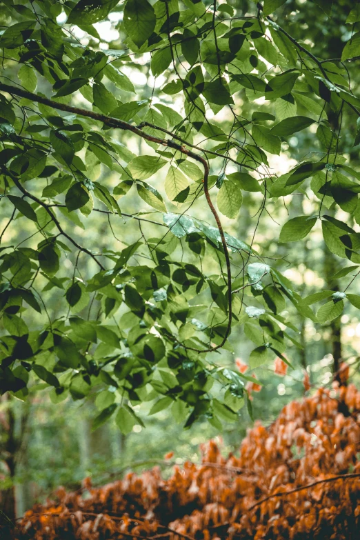 a wooden bench under a lush green tree