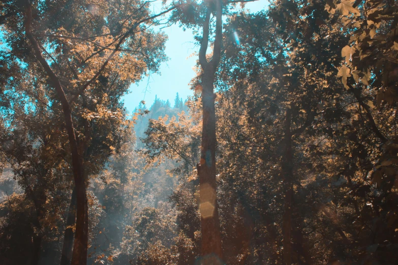 the sun shines through some trees in a wooded area