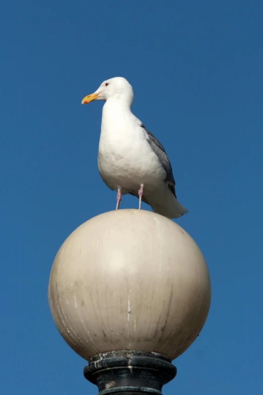 a bird is sitting on top of the post