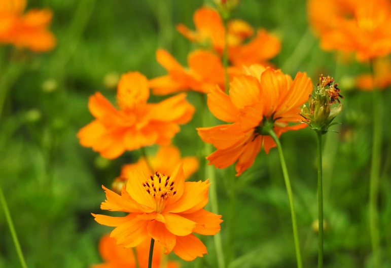 an orange flower with a bug resting on it's stem