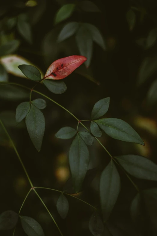 a red flower sits on a nch with green leaves