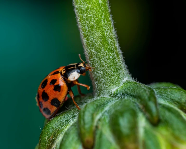 a lady beetle is sitting on a plant stem